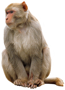 Monkey PNG-18734